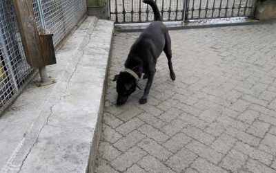 Dark / croisé Sharpei