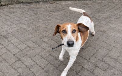 Nougat / croisé Beagle
