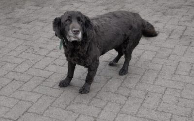 Olga / Chien d&rsquo;Oysel