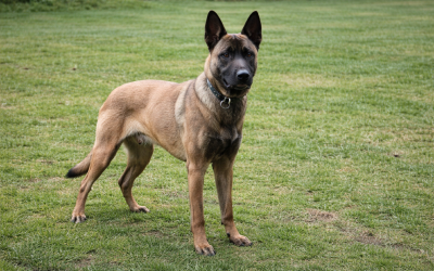 Vulko, Malinois