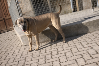 Ola, Cane corso