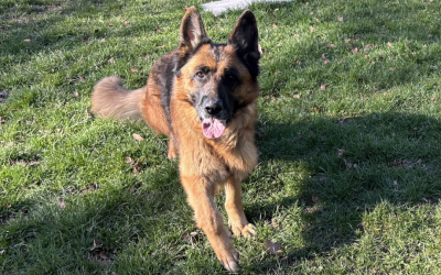 Paskoae / Berger Allemand