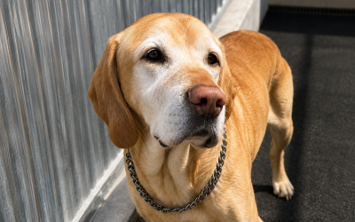 Merlin / Labrador