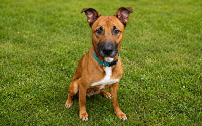 Paki / X Malinois