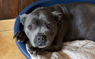 Scarlett / Staffie