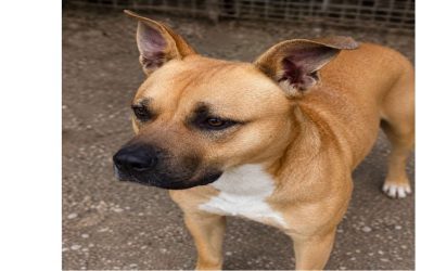 Tayko / X Malinois