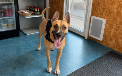 Vaya / X malinois